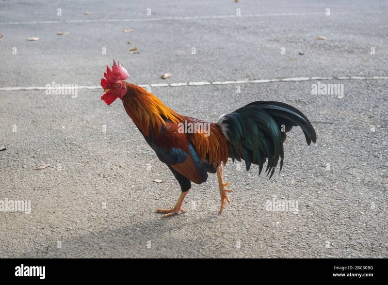 Descubre el Misterio de la Carretera Pollo, el Juego Exclusivo de España